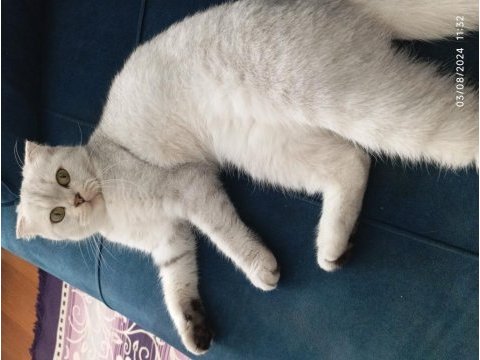 Çok güzel scottish fold kızımız için yuva arıyoruz