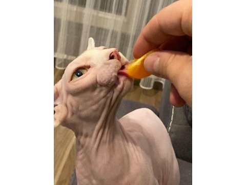 Dişi eşleşme dönemin de sfenks