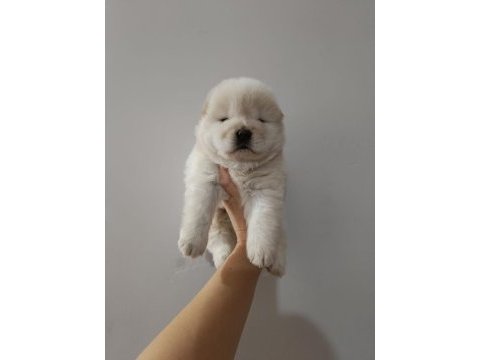Çin aslanı yavru köpeğimiz