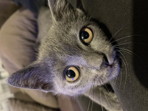 İran ve british shorthair kurması güzeller güzeli yavru