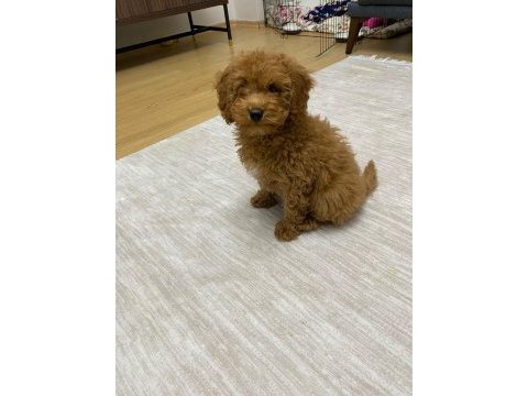 Aşıları tam 80 günlük toy poodle