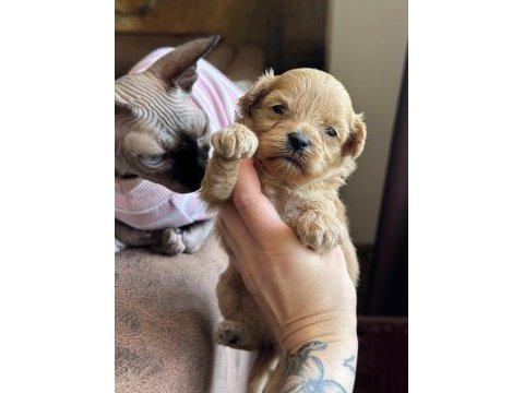 Maltipoo yavruları