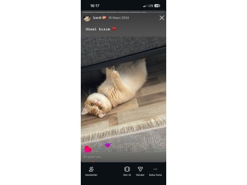 Golden by 11 british shorthair