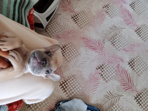 2 aylık french bulldog