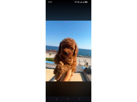 Toy poodle kore a sınıf kalite