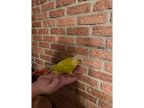 Suncheck bebek konur papağanı