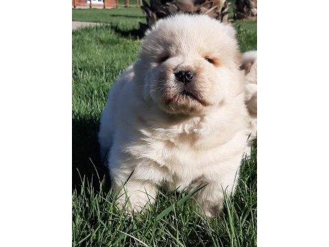 Çin aslanı yavrularımız (chow chow)