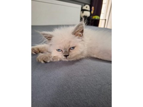 Blue point british longhair