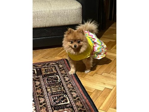 2 yaşında dişi pomeranian