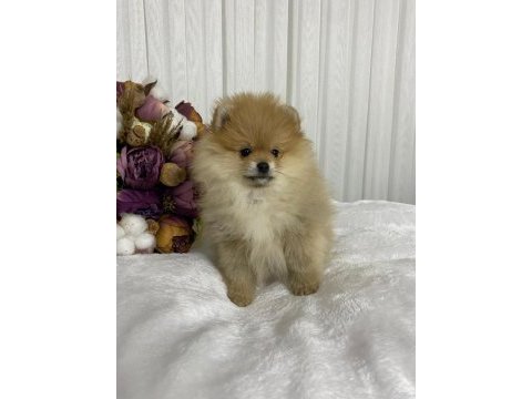 Pomeranian boo yavrular sağlık ırk garantili
