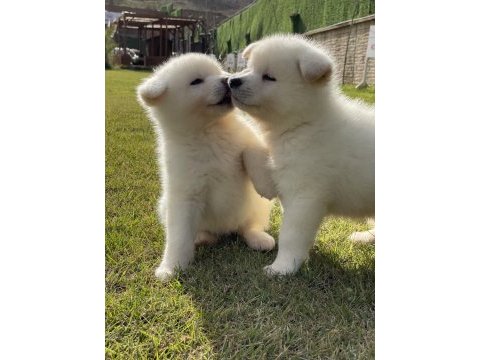 Haciko japon akita ınu yavrulari istanbul 