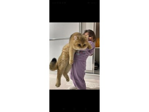 British shorthair golden 1 buçuk yaşında erkek ny11