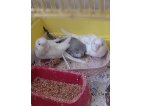 Yeni yem yemeye başladı muhabbet kuşumuz