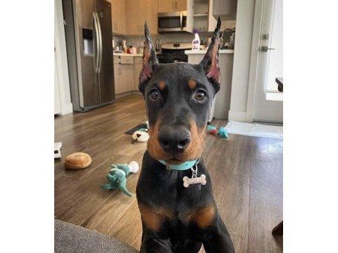 Asaletin adı doberman estetikli yavrular