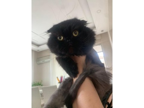 2 yaşında exotic kedimiz