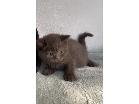 Safkan british chocolatte fawn bebişlerimiz