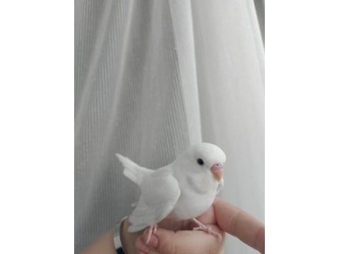 Cins yavru muhabbet kuşu