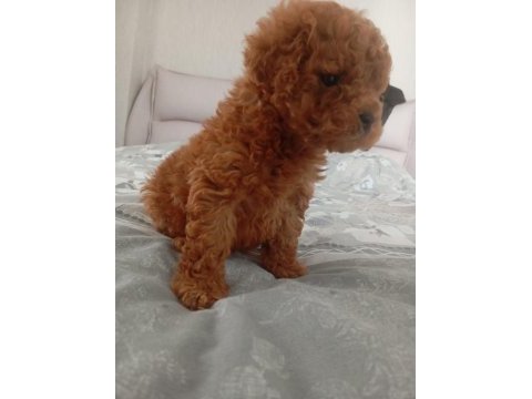 Core poodle