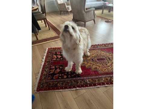 Alf ömürlük ailesini arıyor terrier