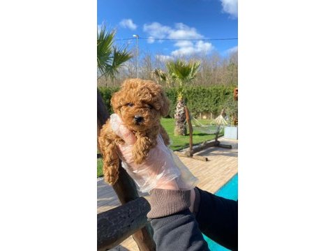 Red brown toy poodle yavruları istanbul
