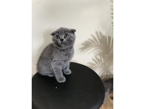 Yeni yuvaya hazır scottish fold bebeklerimiz
