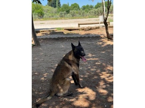 Belçika kurdu malinois