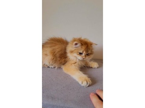Golden british longhair ny12 yavru