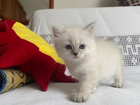 British longhair yavrularımız