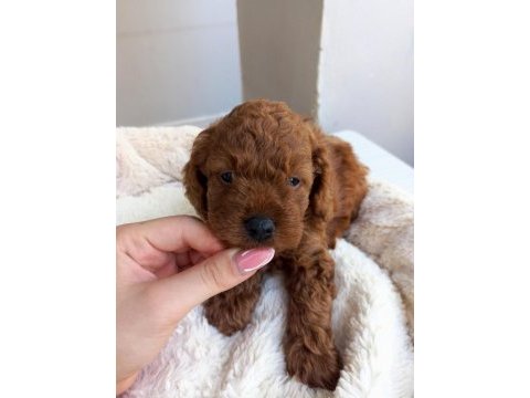 Kore kan poodle sahiplendirme