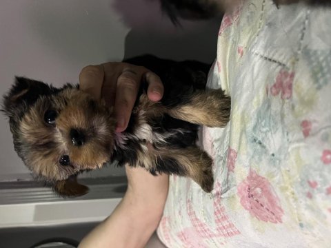 Orjinal yorkshire terrier bebekler
