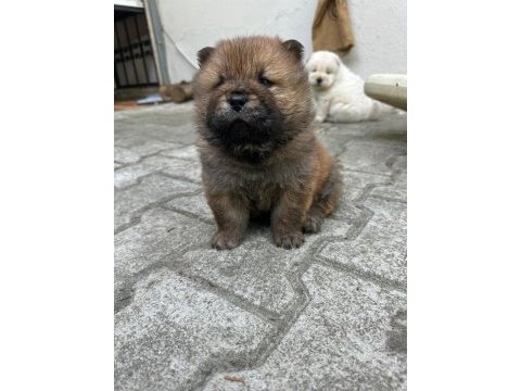 Chow chow (çin aslanı) yavrularımız