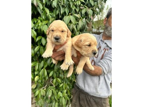 Golden retriever yavruları ücretsiz değildir