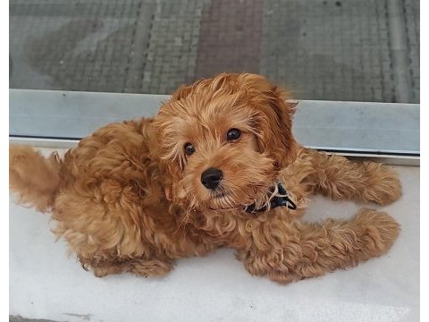 4 aylık maltipoo