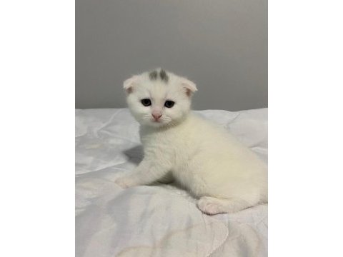 35 günlük rezerveye açık yavru kedilerim