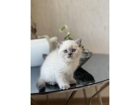 Safkan blue point oyuncu british shorthair bebeğim