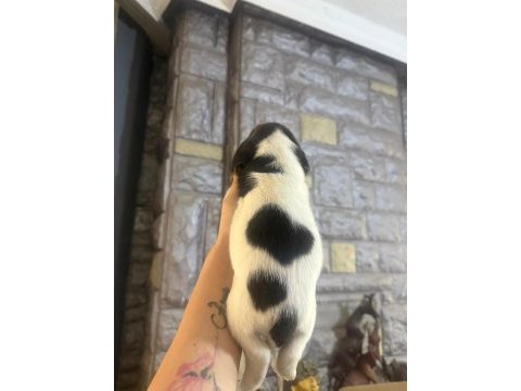 Beagle yavrular dişi erkek mevcut