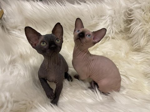 Sphynx sfenks dişi erkek