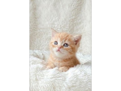 Portakal rengi british shorthair