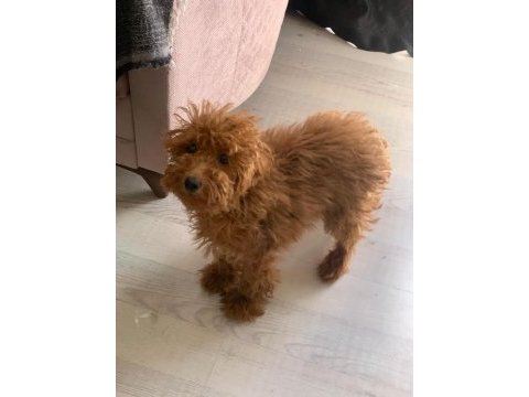 6 aylık dişi toy poodle