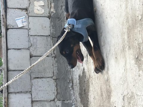 3 aylık yavru doberman