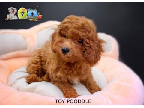 Red brown toy poodle bebekler