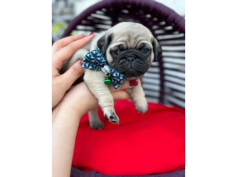 Rezerveye açık pug yavrular