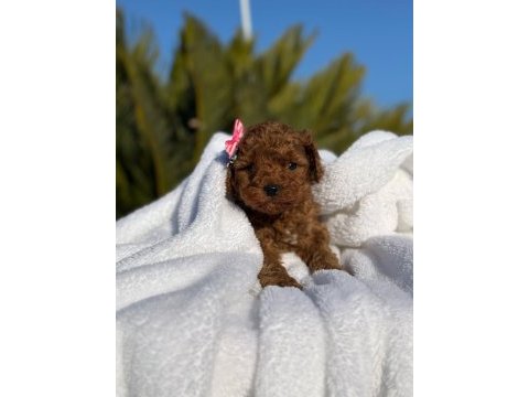 A kalite toy poodle bebeklerim