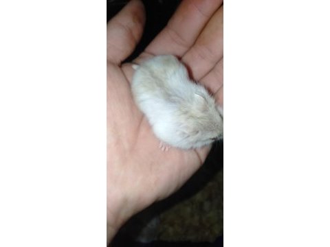 Özel sarı beyaz parçalı renk gonzales hamster