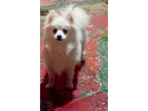 7 aylık aşıları yapılmıştır pomeranian tilki surat
