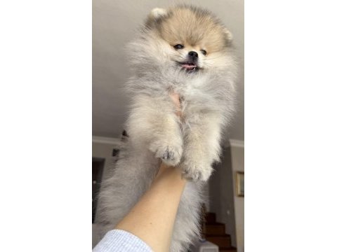Pomeranian boo köpeğimiz