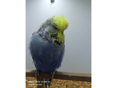 Show jumbo muhabbet kuşu