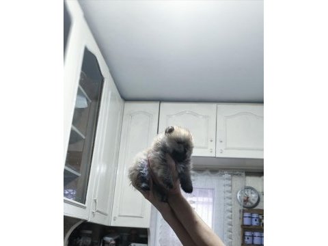 Pomeranian tospik yavrular