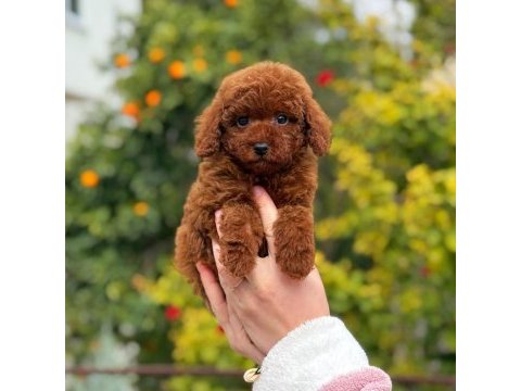 Saf kan toy poodle yavrularımız