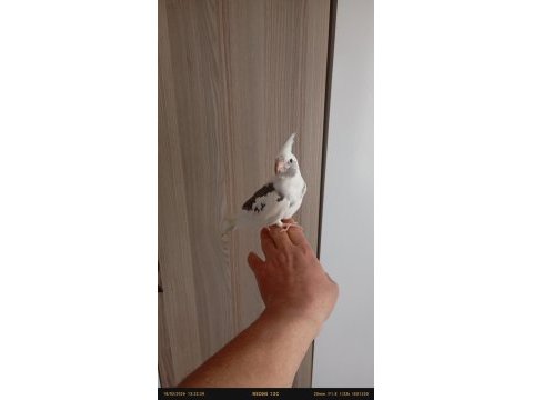 Ele alışkın sultan papağanı ısırması kesinlikle yoktur